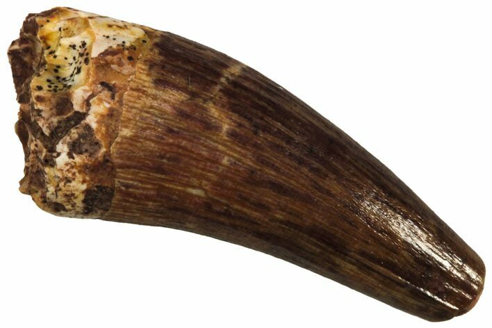 Fossil Triassic Reptile (Phytosaur) Tooth - New Mexico #219453